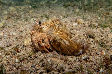 Lobsters in the Red Sea Colorful and beautiful, Eilat Israel