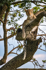 Fototapeta na wymiar watchful Leopard in tree in Masai Mara