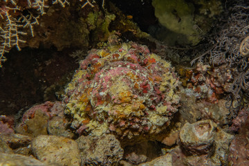 Coral reefs and water plants in the Red Sea, Eilat Israel