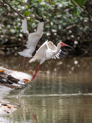 American White Ibis (Eudocimus albus) in Costa Rica