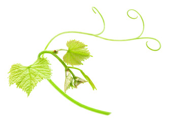 Fresh Green Grape Leaf isolated on white background
