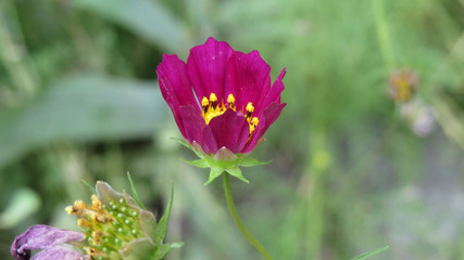 Purple flower in the garden