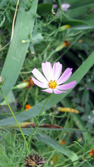 violet flower in the garden