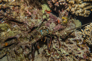 Coral reefs and water plants in the Red Sea, Eilat Israel