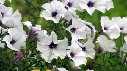 Summer white flowers in flowerbed in the garden