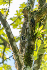Fototapeta premium Red-crowned Woodpecker (Melanerpes rubricapillus) in Costa Rica