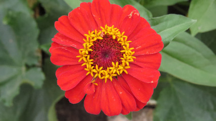Zinnia flowers in summer flower bed