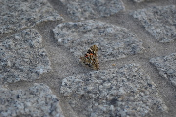 butterfly on a stone