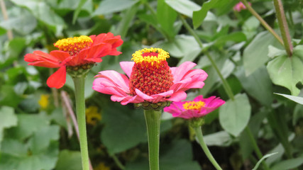 Zinnia flowers in summer flower bed
