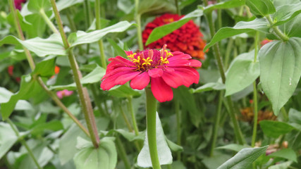 Zinnia flowers in summer flower bed