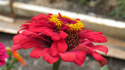 Zinnia flowers in summer flower bed