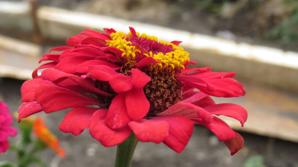 Zinnia flowers in summer flower bed
