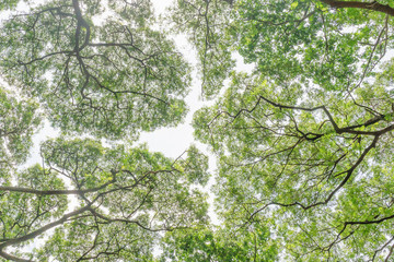 Branches of green leaves under the tree