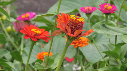 Zinnia flowers in summer flower bed