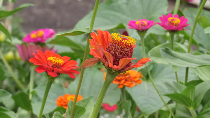 Zinnia flowers in summer flower bed