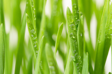 Close up blades of green grass with raindrop