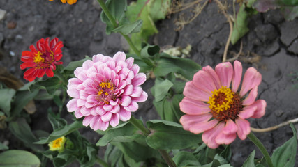 Zinnia flowers in summer flower bed