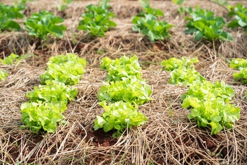 Green mustard plants in the countryside