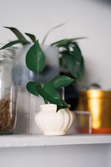 Home and garden decoration of golden pothos in a vase on a shelf. Green home concept.