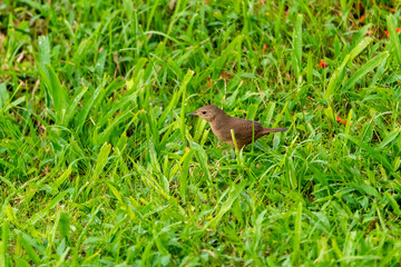 House Wren (Troglodytes aedon) in Costa Rica