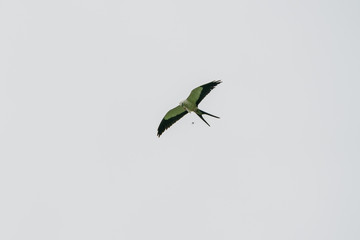 Swallow-tailed Kite (Elanoides forficatus) in Costa Rica