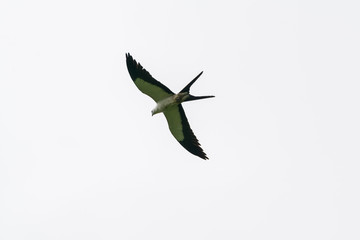 Swallow-tailed Kite (Elanoides forficatus) in Costa Rica