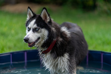 portrait of a Siberian Husky dog