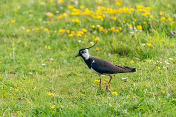 Lapwing (Vanellus vanellus), taken in the UK