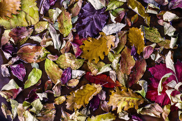 Autumn background. Fallen red and yellow leaves on wet ground.