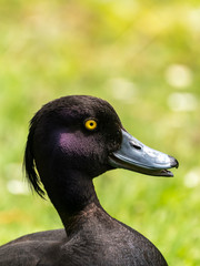 Tufted Duck (Aythya fuligula), taken in the UK