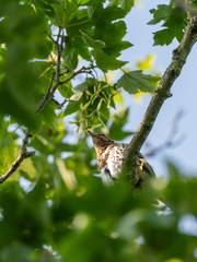 Song Thrush (Turdus philomelos) taken in the UK