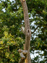 Green Woodpecker (Picus viridis) in the UK