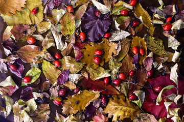  Autumn background. Dog rose and fallen red and yellow leaves on wet ground.