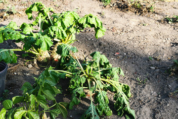 dry beets in summer, dryness in a field, lack of water in agriculture 