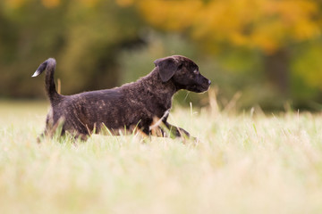 Cão Fila de São Miguel Welpe im Herst
