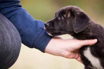 Hund Rüde Rassehund Cão Fila de São Miguel Welpe im Herbst