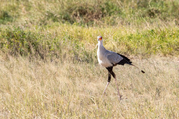 Secretary bird in Amboseli National PArk