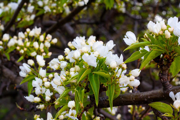 cherry blossom in the Park