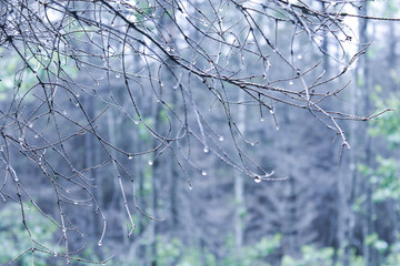 The  tree branches after rain