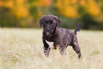 Cão Fila de São Miguel Welpe im Herst