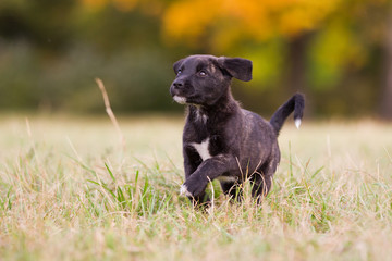 Cão Fila de São Miguel Welpe im Herst