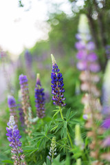 Blooming lupin field with purple flowers