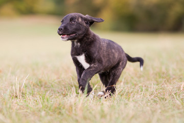 Cão Fila de São Miguel Welpe im Herst