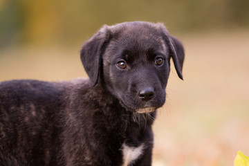 Fila de sao miguel Welpe im Herbst
