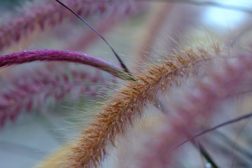 Macro photo. Pennisetum bristly in the garden close-up. Beautiful fluffy flower