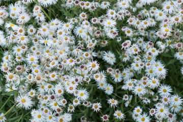 Blumen, Natur, Farben