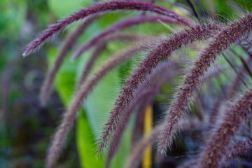 Macro photo. Pennisetum bristly in the garden close-up. Beautiful fluffy flower