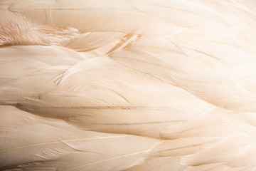 Obraz premium Pink flamingo feathers, close-up, texture. Bird feathers