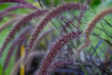 Macro photo. Pennisetum bristly in the garden close-up. Beautiful fluffy flower