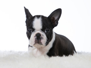 Boston terrier puppy dog portrait. Image taken in a studio with white background. Puppy is 8 weeks old.